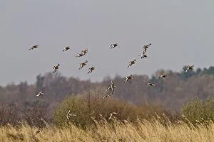 Black-Tailed Godwit - in flight