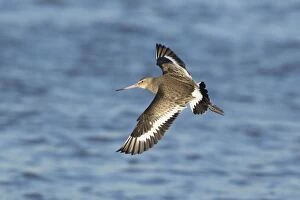 Black-tailed Godwit - in flight at high tide