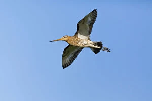 Black - tailed Godwit - in flight, Island of Texel, The Netherlands Date: 11-Feb-19