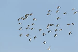 Images Dated 1st June 2011: Black-tailed Godwit - Flock in flight
