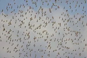Images Dated 26th January 2006: Black-tailed Godwit - Flock in flight
