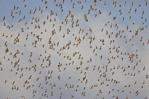 Images Dated 26th January 2006: Black-tailed Godwit - Flock in flight