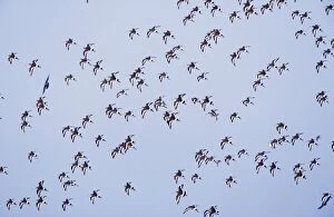Black-tailed Godwit - Flock in flight