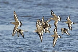 Black-tailed Godwit - flock in flight at high tide