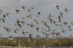 Images Dated 2nd March 2006: Black-tailed Godwit - Flock flying along at Welny wash - early Spring -March- Nofolk UK