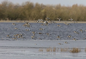 Images Dated 2nd March 2006: Black-tailed Godwit - Flock flying along at Welny wash - early Spring -March- Nofolk UK