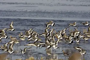 Black-tailed Godwit - Flock lifting at Welny - early Spring -March- Nofolk UK