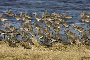 Images Dated 4th March 2006: Black-tailed Godwit -Flock at Welny early spring - March Norfolk