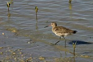 Images Dated 23rd October 2003: Black-tailed Godwit Karumba foreshore, Gulf of Carpentaria, Queensland, Australia