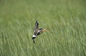 Black-tailed GODWIT - landing in nesting territory