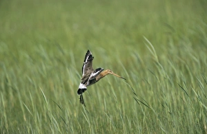 Images Dated 14th June 2005: Black-tailed Godwit - landing in nesting territory
