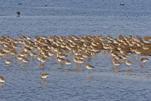 Black-tailed Godwit - Le Parc Ornithologique du Teich - Arcachon - Bassin d'Arcachon - France
