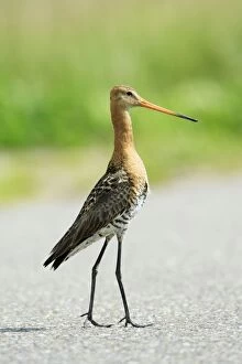 Images Dated 10th June 2008: Black-tailed Godwit - male