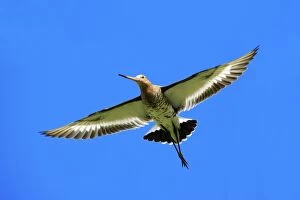 Black-tailed Godwit - male in flight