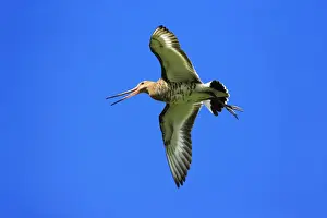 Godwits Prints: Black-tailed Godwit - male in flight, calling, Texel, Holland