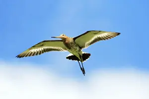 Godwits Prints: Black-tailed Godwit - male in flight, Texel, Holland