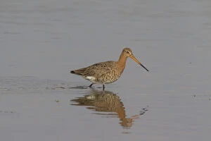 Black Tailed Godwit Gallery: Black-tailed Godwit - male in shallow water - Germany