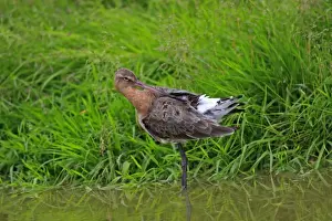 Black Tailed Prints: Black-tailed Godwit. Pensthorpe - Norfolk - UK