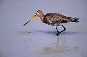 Black-tailed GODWIT - searching for food on lake
