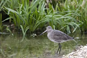 Black-tailed Godwit. Single adult in winter plumage wading at edge of pool. England, UK