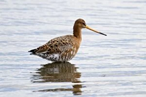 Black-tailed Godwit - standing in deep water with reflection