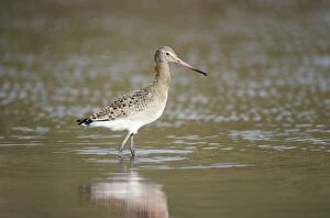 BLACK-TAILED GODWIT - standing in water