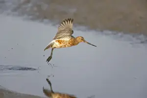 Black Tailed Godwit - Taking off Limose limosa Texel, Netherlands BI014152