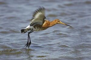 Black-Tailed Godwit - in flight