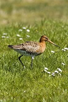 Black-tailed Godwit - Walking on grassfield