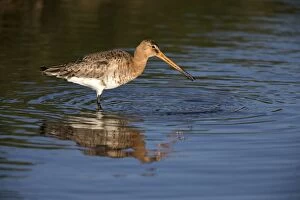Black-tailed Godwit - in water Island of Texel