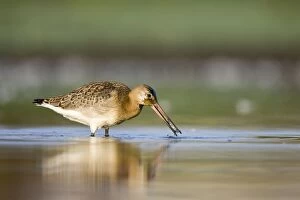 Black-Tailed Godwit - Water-level view of bird feeding, On passage in shallow freshwater pool. Late summer plumage