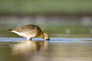 Godwits Prints: Black-Tailed Godwit Water-level view of bird feeding