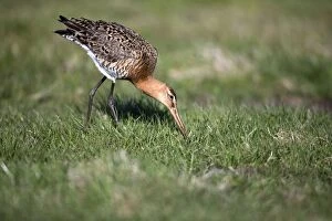 Black-tailed Godwit - on water meadow feeding Island