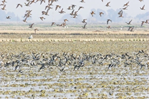 Black-tailed Godwit - Flock in flight