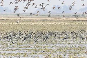 Godwits Prints: Black-tailed Godwit - in winter. Coto Donana National Park - Spain
