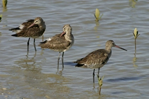 Images Dated 23rd October 2003: Black-tailed Godwits Karumba foreshore, Gulf of Carpentaria, Queensland, Australia