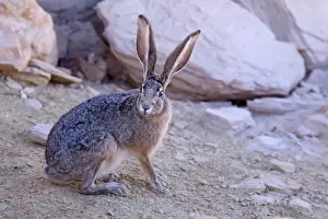 Black Tailed Prints: Black-tailed Jackrabbit - adult - Glen Canyon Recreation Area, Arizona, USA