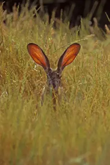 California Prints: Black-tailed Jackrabbit - the blood through the ears help the jackrabbit regulate its body temperature