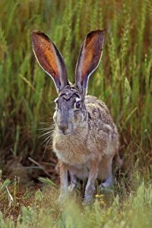 Images Dated 7th February 2005: Black-tailed Jackrabbit - In Grass. Mh207 California, USA