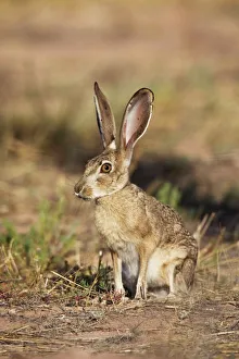Images Dated 3rd July 2007: Black-tailed Jackrabbit. Portal Arizona in July. USA