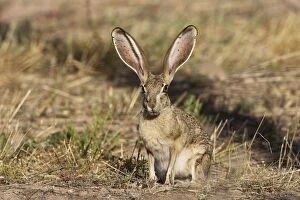 Images Dated 3rd July 2007: Black-tailed Jackrabbit. Portal Arizona in July. USA