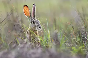 Adam Prints: Black-tailed jackrabbit, South Padre Island, Texas Date: 27-04-2021