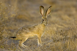 Images Dated 3rd October 2005: Black-tailed Jackrabbit Western USA _PTL2033