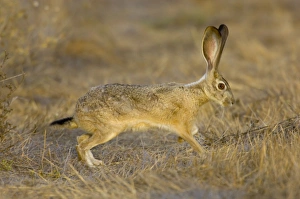 Images Dated 3rd October 2005: Black-tailed Jackrabbit Western USA _PTL2034