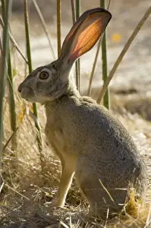 Black-tailed Jackrabbit Western USA _PTL2404
