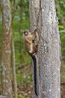 Images Dated 19th October 2014: Black-tailed marmoset Pantanal area Mato Grosso