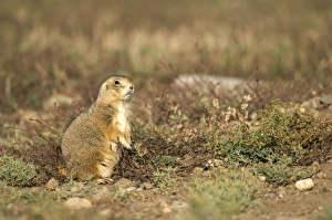 Images Dated 26th September 2007: Black-tailed Praire Dog - In alert posture while feeding