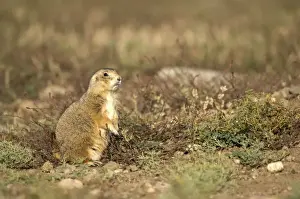 Black-tailed Praire Dog In alert posture while feeding Montana. USA