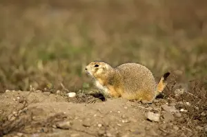 Black-tailed Praire Dog Crouching at entrance to burrow with tail raised Montana. USA