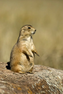 Images Dated 30th September 2007: Black-tailed Praire Dog Sitting on rock, side view Montana. USA